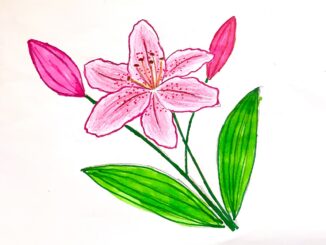 Tô màu hoa ly